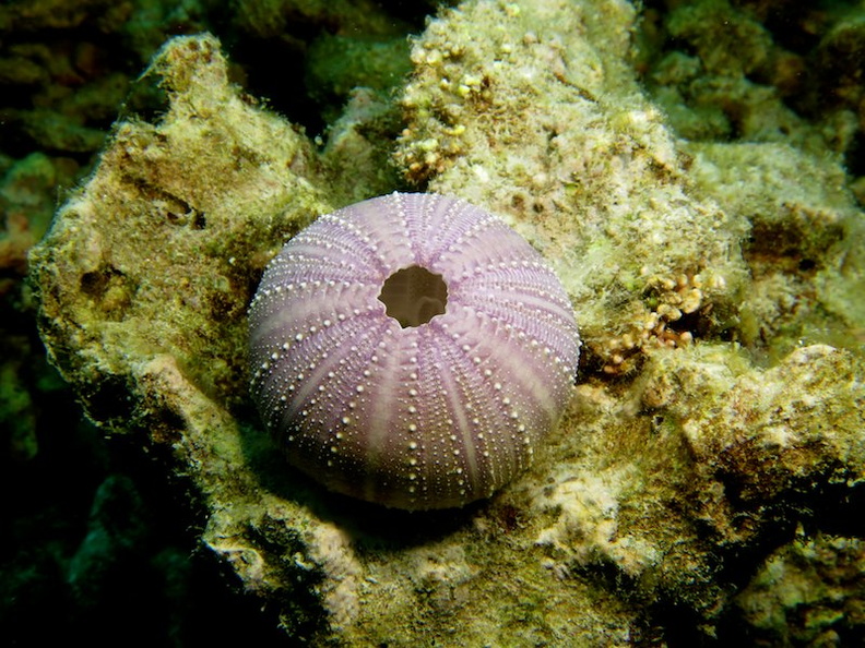 55  Collector Urchin Shell IMG_2786.jpg